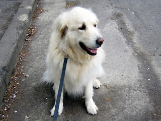 道路でオスワリしている犬