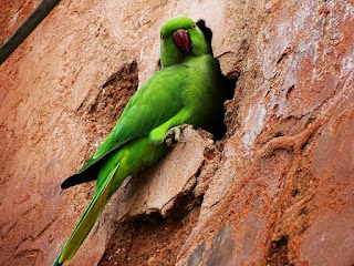Parrot at Pinzore Garden, Haryana