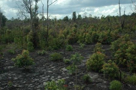 SUKSESI (Definisi, Pendekatan Kajian, Konsep Klimaks 