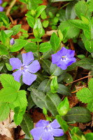 Wild Blue Spring Forest Flowers