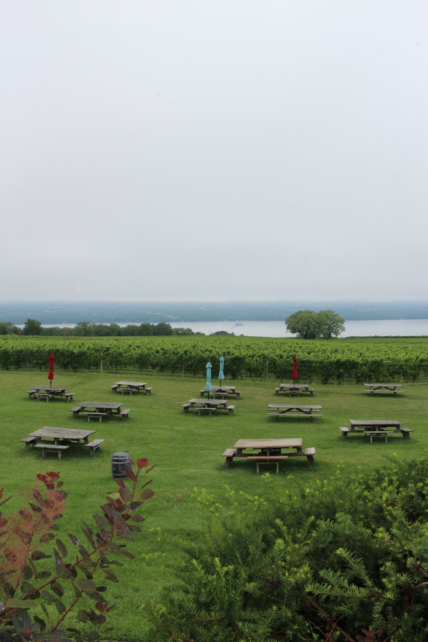 Seneca lake, vineyard, wine tasting, wine tour