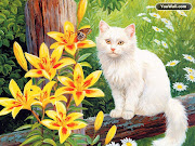 New Cat Desktop Wallpapers (cat desktop wallpapers)