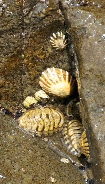 Scaly Limpet (Scurellastra peronii), Snakeskin Chiton (Sypharochiton pelliserpentis), etc