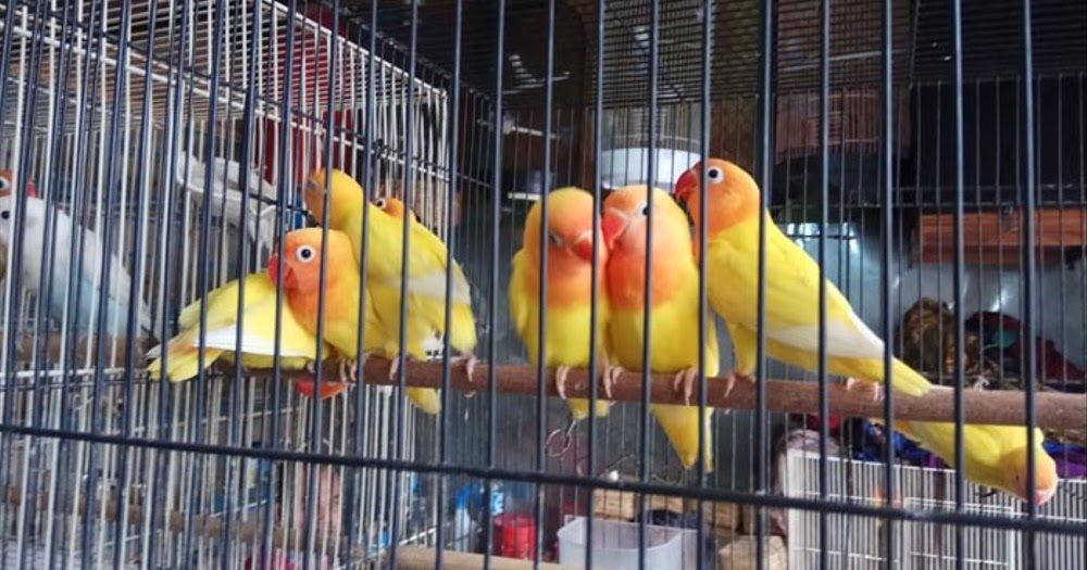 KEDAI BLOG KITA Hukum Jual Beli Burung Peliharaan 