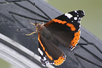 Atalanta - Nûmerflinter - Vanessa atalanta