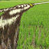 Tambo Art, Melukis di atas sawah petani Jepang