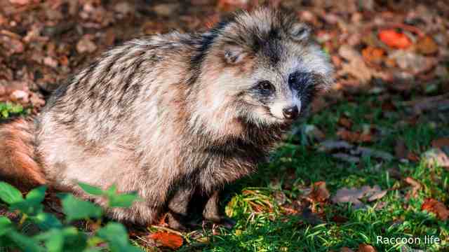 What Do a Raccoon Dog and Raccoon Have In Common?