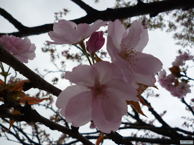 八重桜