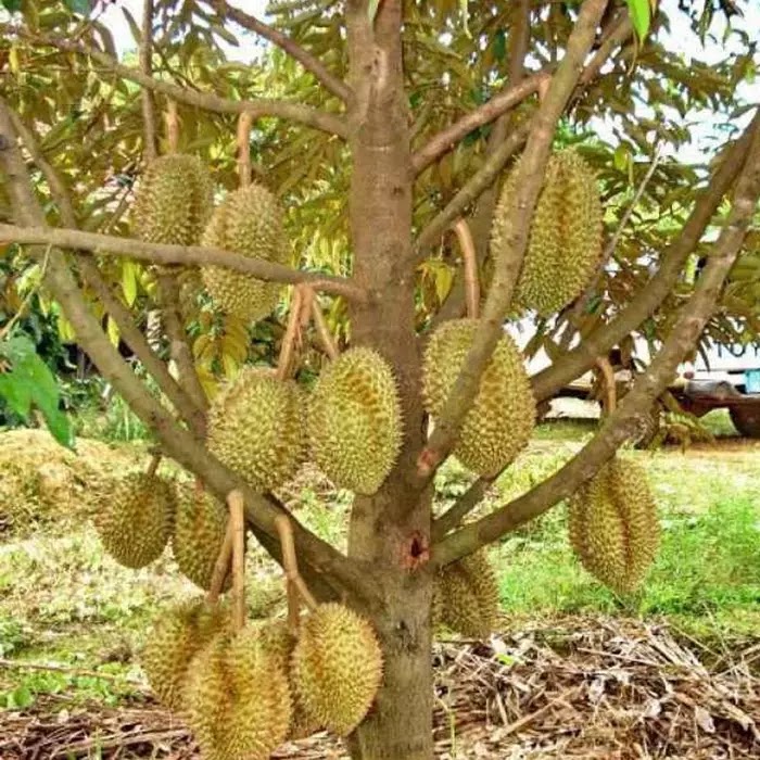 Bibit Durian Monthong Tarup