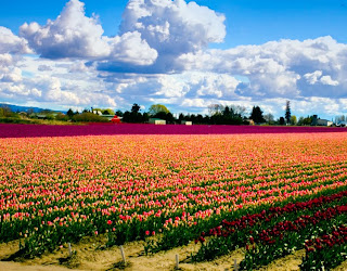 Beautiufl-Flower-Field-Landscape