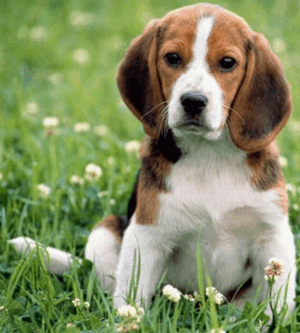 Beagle Puppies on Beagle Puppies Pictures   Puppies Dog Breed Information Image Pictures