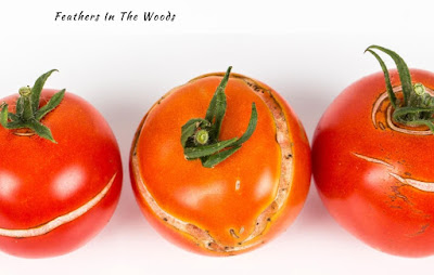 Cracks on fresh tomatoes