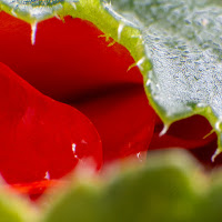 Extreme closeup image of a begonia