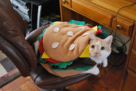 Funny and creative pet costumes, cat costumes, dressed up cats