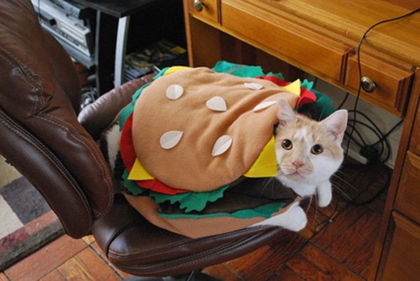 Funny and creative pet costumes, cat costumes, dressed up cats