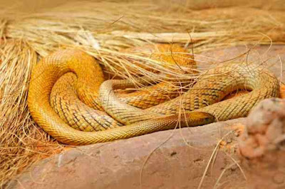 दुनिया के 10 सबसे जहरीले सांप | 10 Most Poisonous Snake In The World