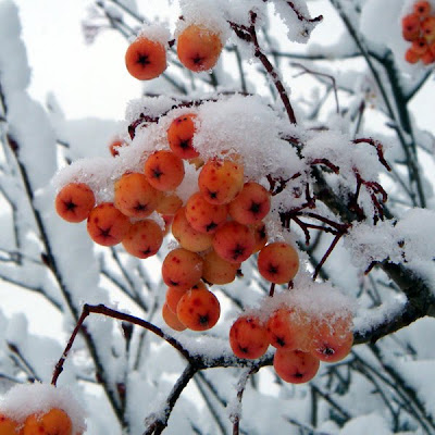 Tree berries covered in snow