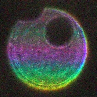 green orb with purple stripe