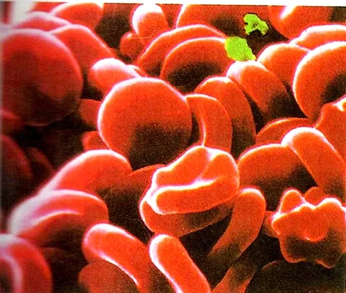 Human red blood cells