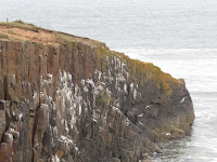 Kittiwakes