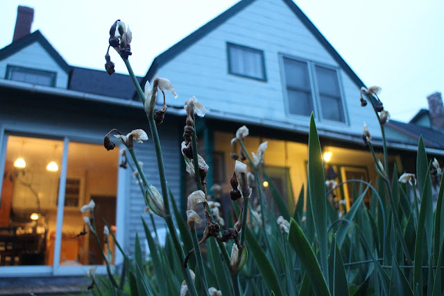 maine garden, dead iris flowers, old iris blooms, bearded iris