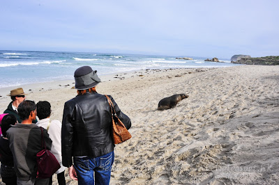 袋鼠島, 海豹灣保育公園, Seal Bay Conservation Park