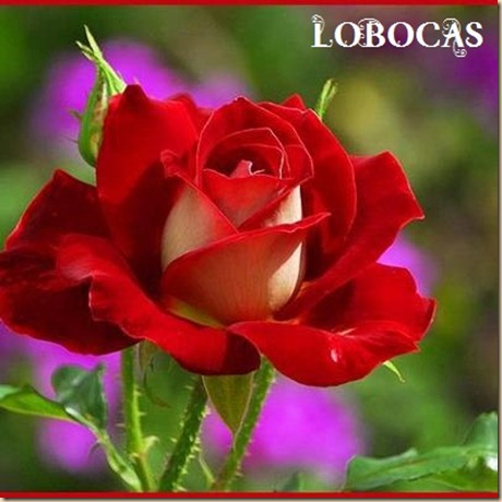 Rosa-LoBocAs-5000