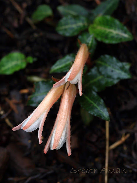 Goodyera biflora