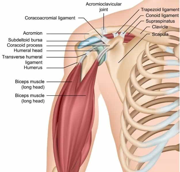 anatomi shoulder joint