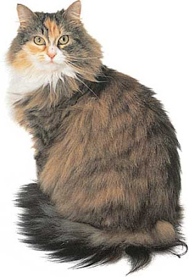 Cats Maine Coon Picture