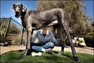 Giant Dogs, How Big It Can Get