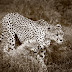 Cheetahs on Termite Mound