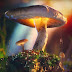 How to create scenes using Megascans with Octane and Cinema 4D