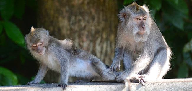 Alas Kedaton sacred monkey forest, places of interest