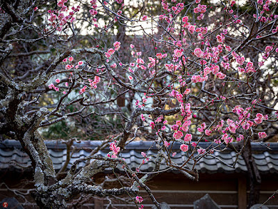 Red Ume (Japanese apricot) flowers: Engaku-ji