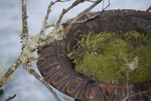 Krokusplanting 034