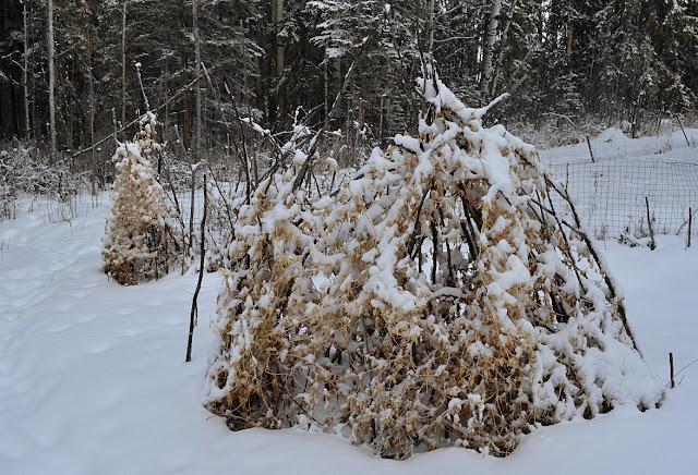 pea straw, permaculture, vegetable beds, winter garden, natural garden, Metenis, cohanmagazine.blogspot.com