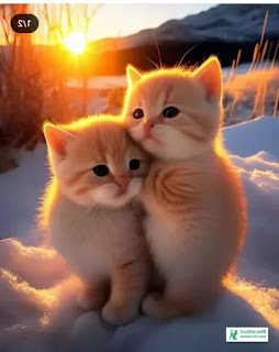 Couple Cat Pic - Cat Image Download 2023 - biraler pic - NeotericIT.com - Image no 1