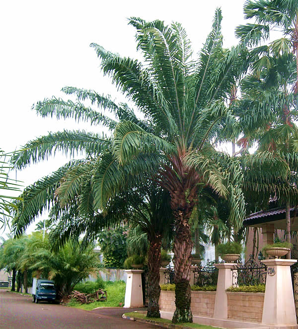 Landscaping Palms
