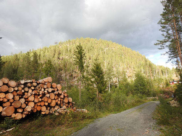 hølkollen hengekøyetur