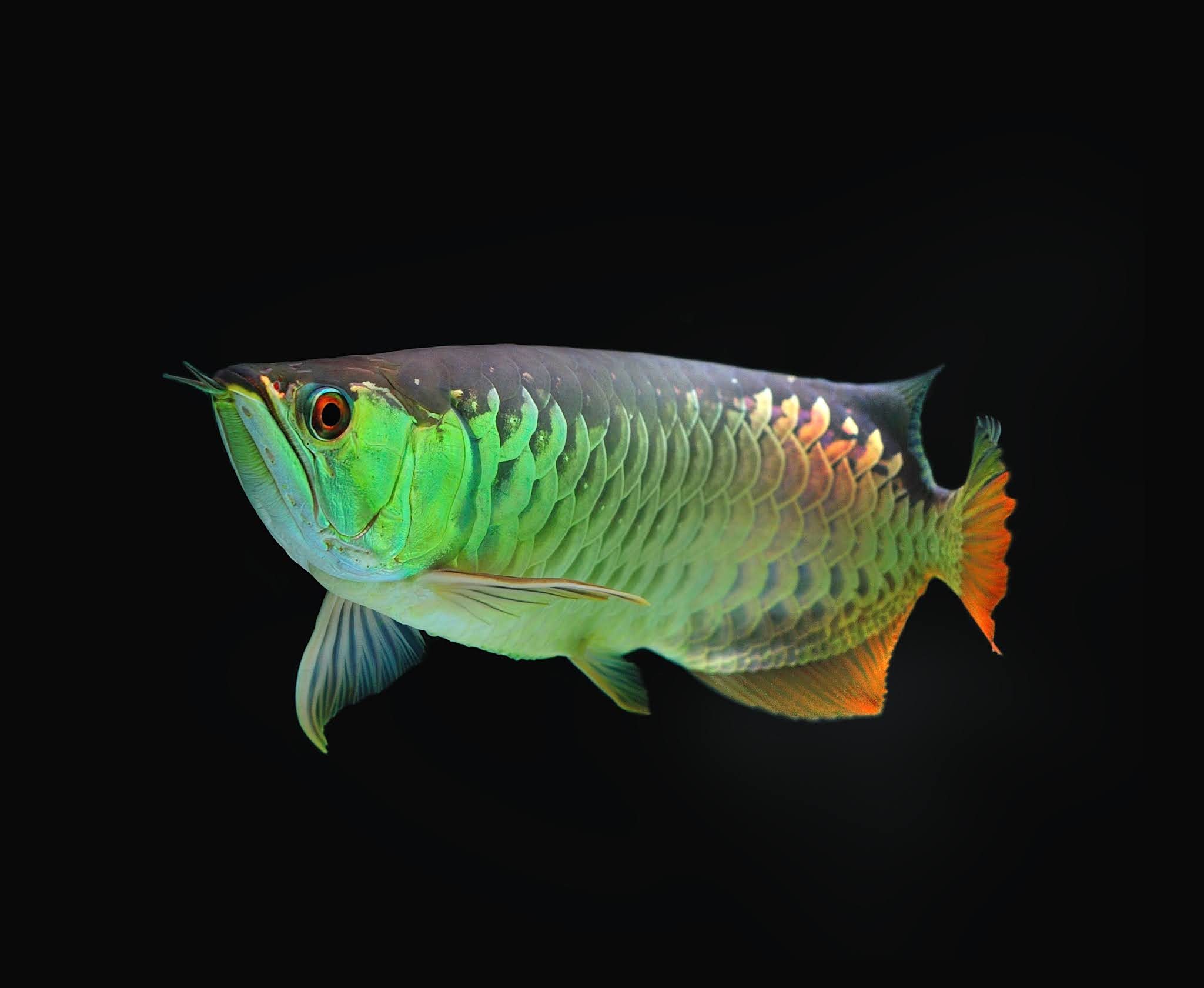 Here Are The Tips on How to Care Arowana Fish  in Aquarium 