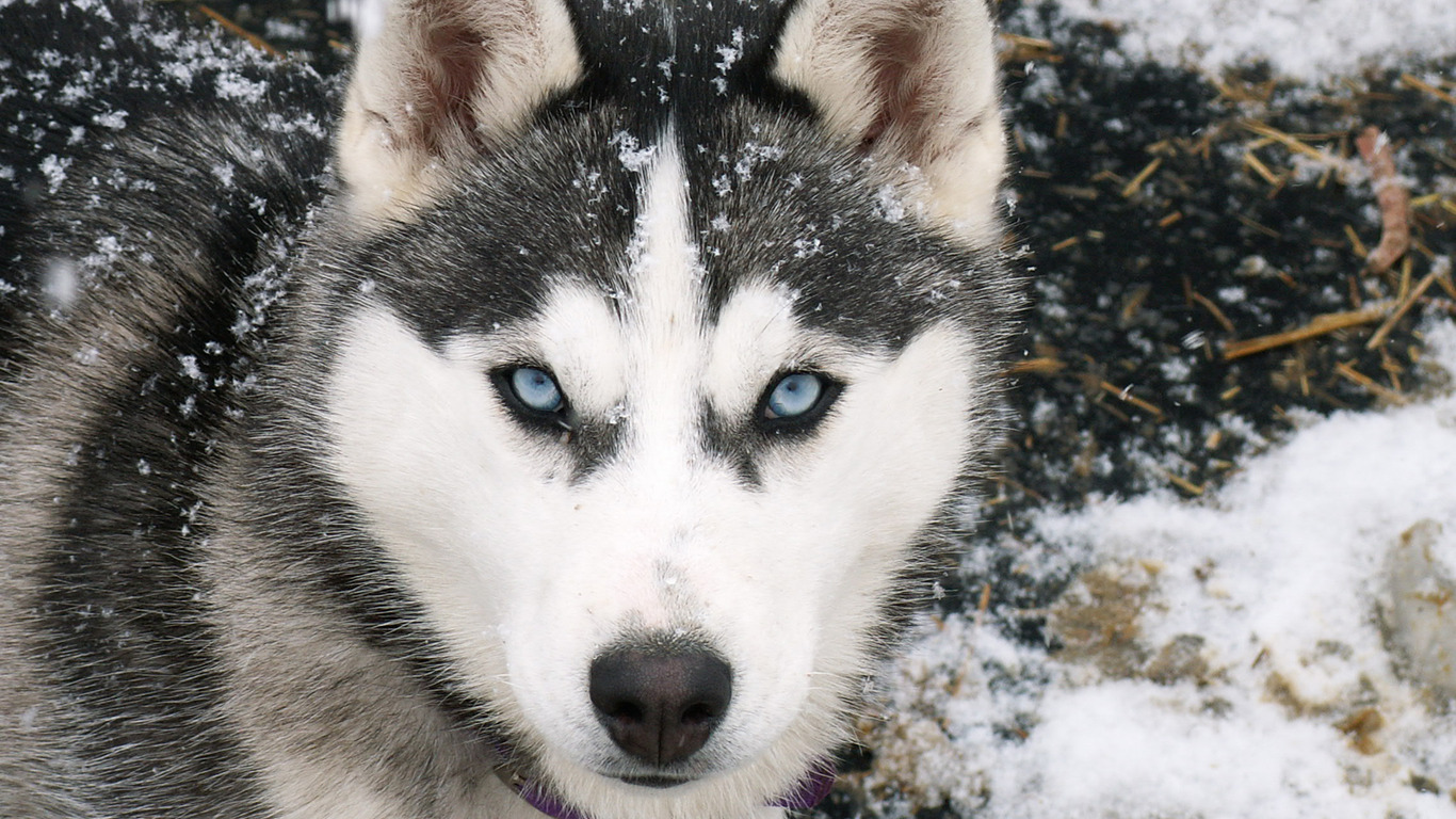 Siberian Husky