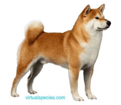 Akita on virtualspecies.com