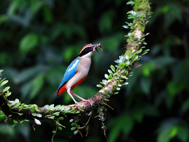 Fairy Pitta (Pitta nympha)