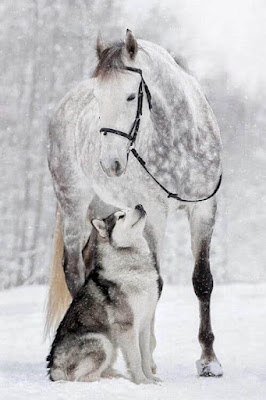 Beautiful Grey Horse And Alaskan Malamute Builds A Unique Bond, And They Star In A Snow Photoshoot