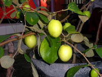 Buah Putsa