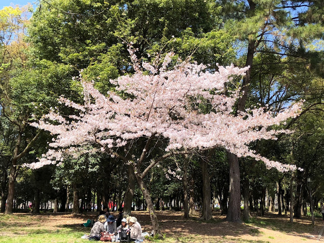 大阪城公園, 大阪賞櫻, 櫻花