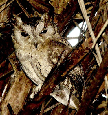 "Collared Scops - Owl Otus lettia.Rare sitting on date palm tree Mt Abu."