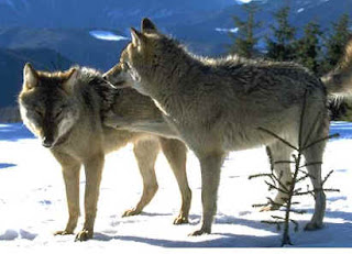 Lobos comunicándose