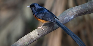 Download Suara Murai Batu Ekor Hitam (Blacktail)